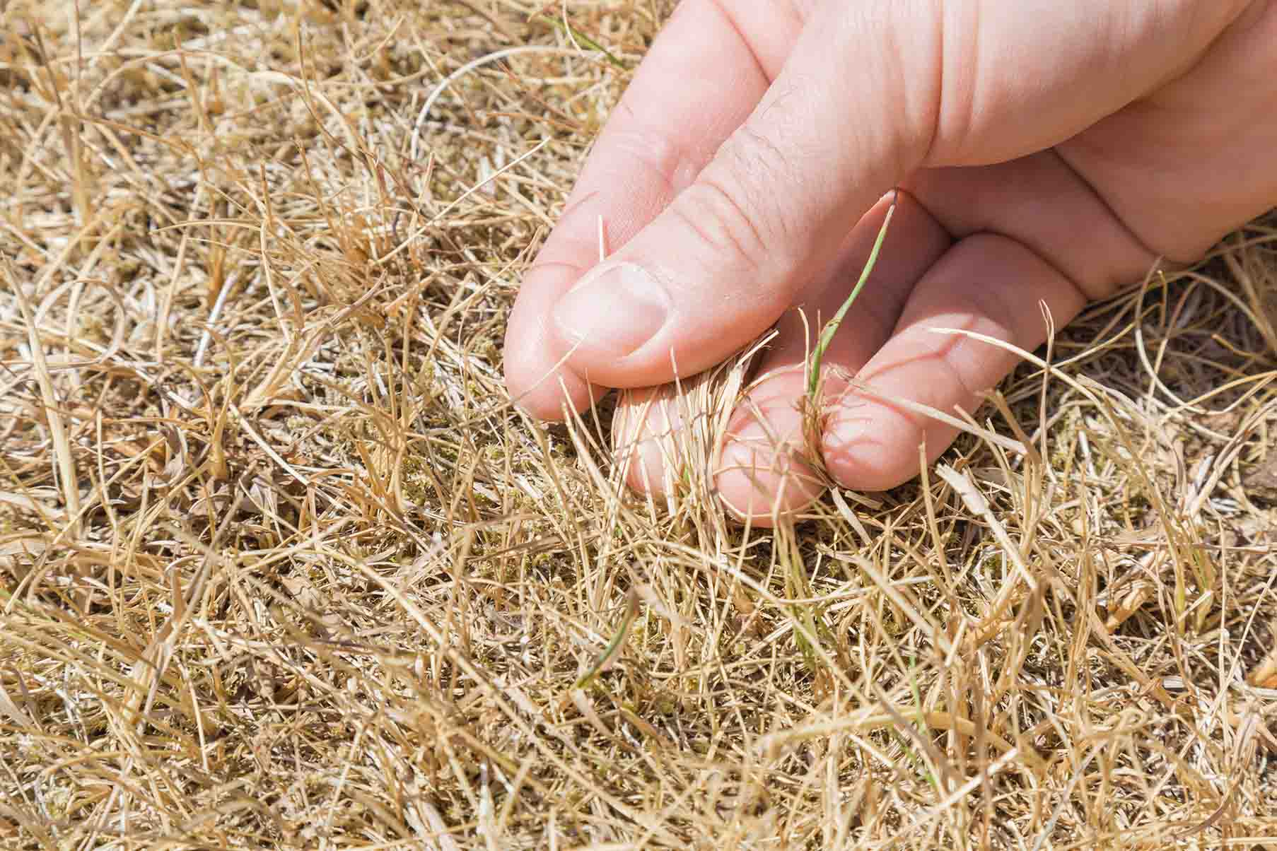 dry grass