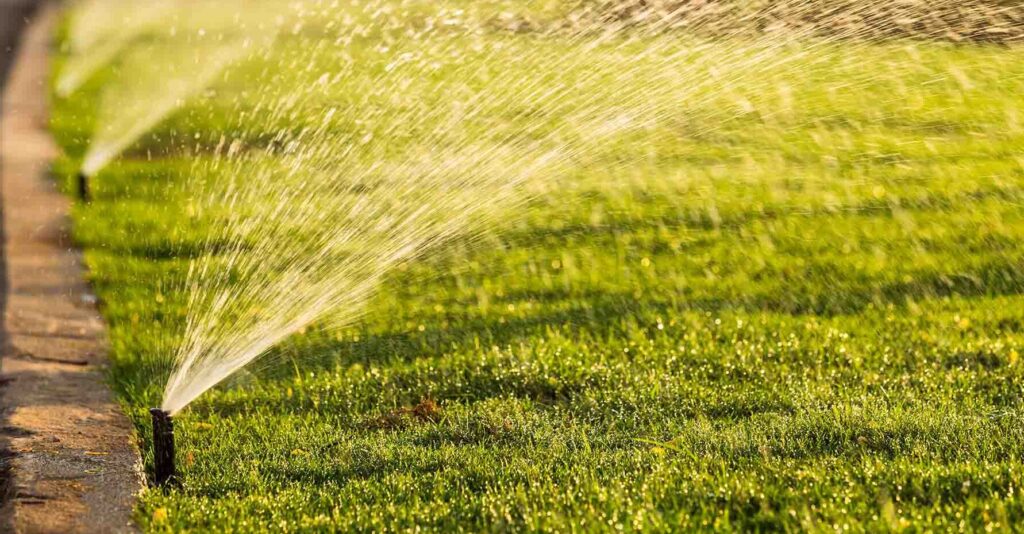 early morning watering