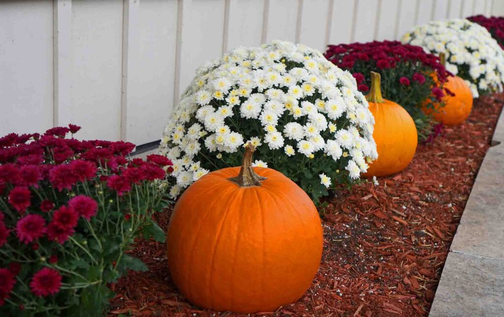 fall mums