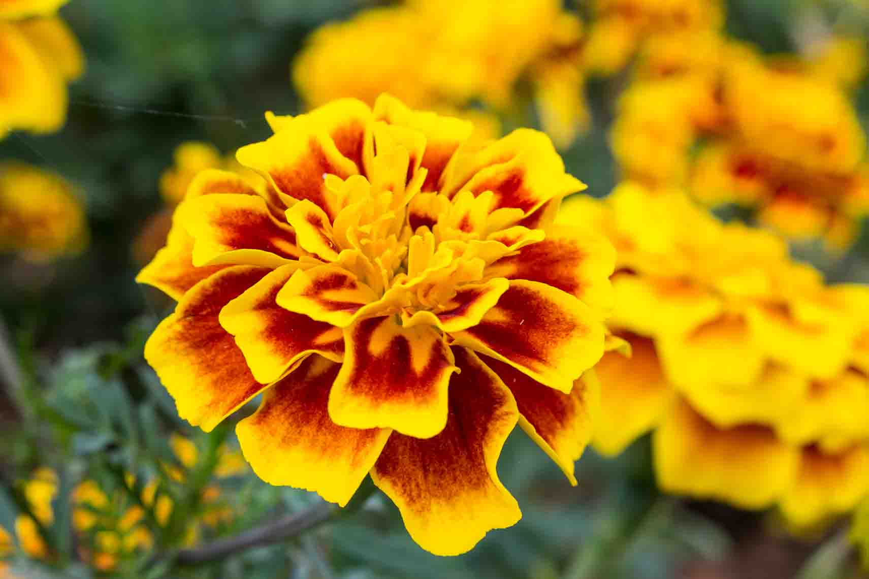 marigold example