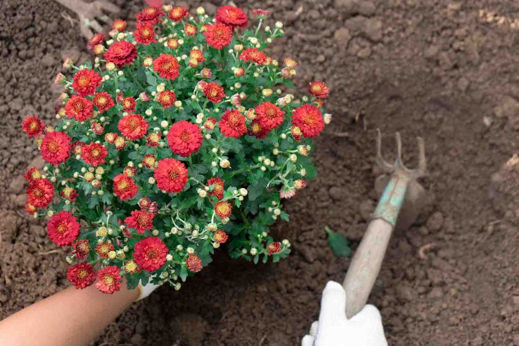 planting mums