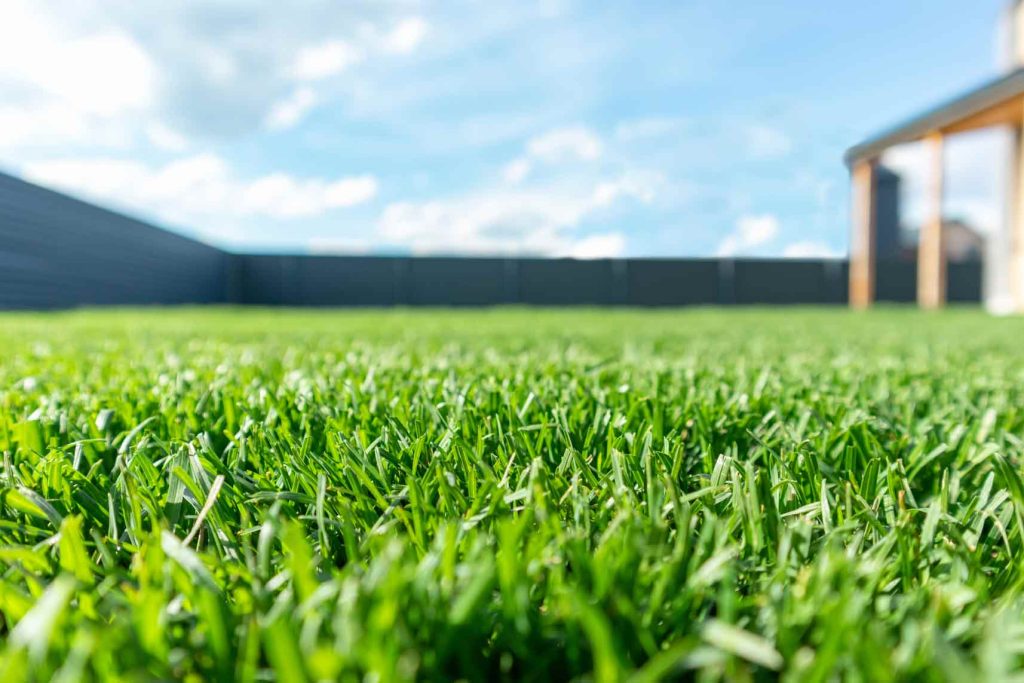 Close up photo of grass with a blurred background