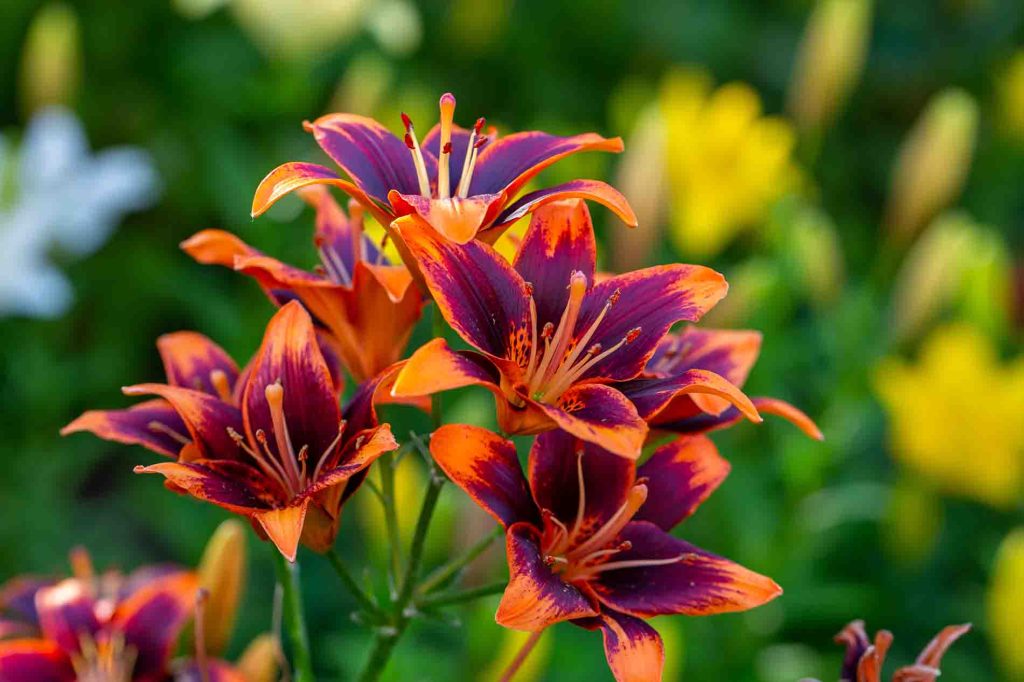 daylily funky colors