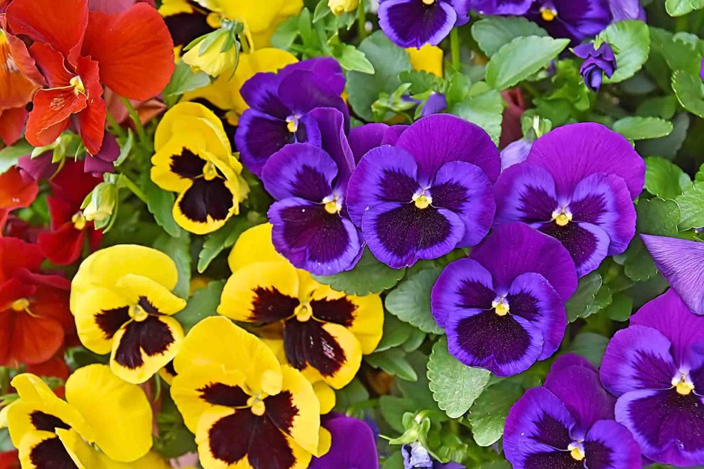 colorful pansies