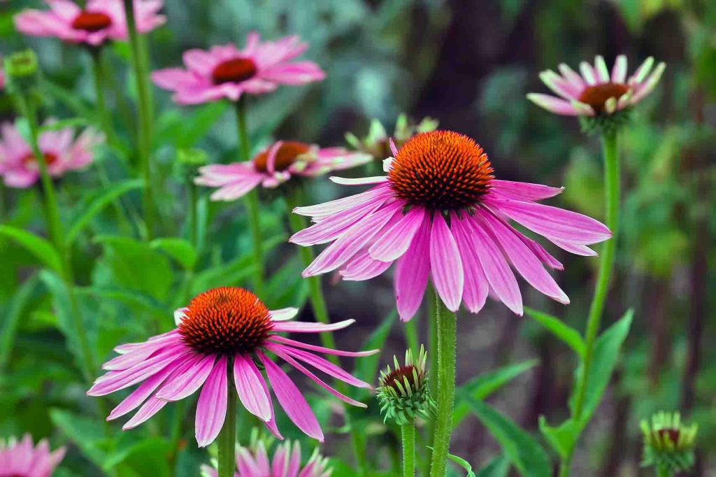 coneflower petals