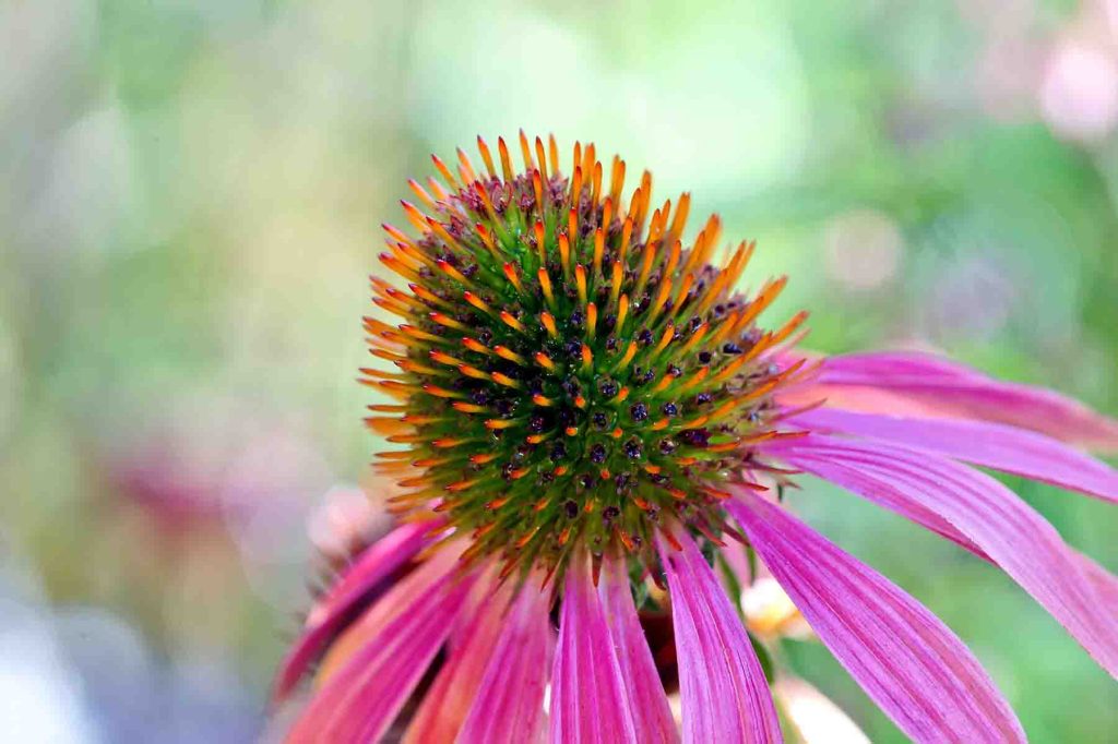 coneflower up close