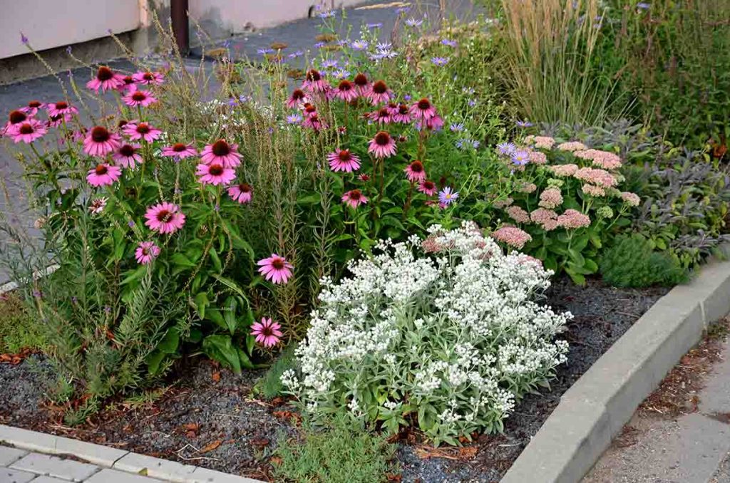 coneflowers in a bed