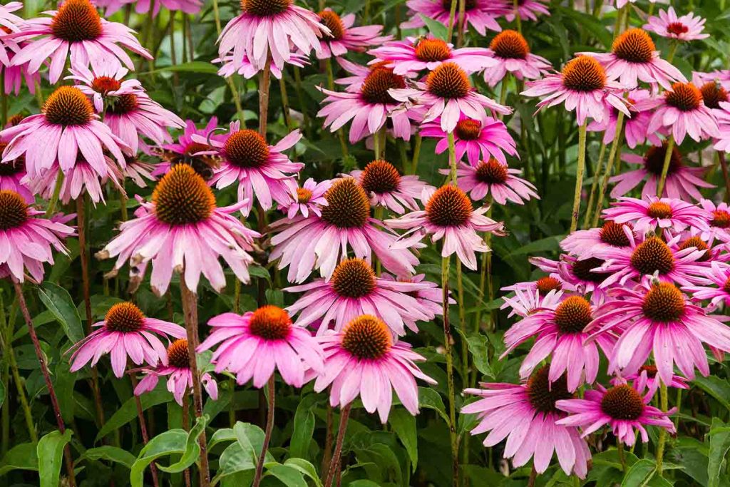 coneflowers standing tall