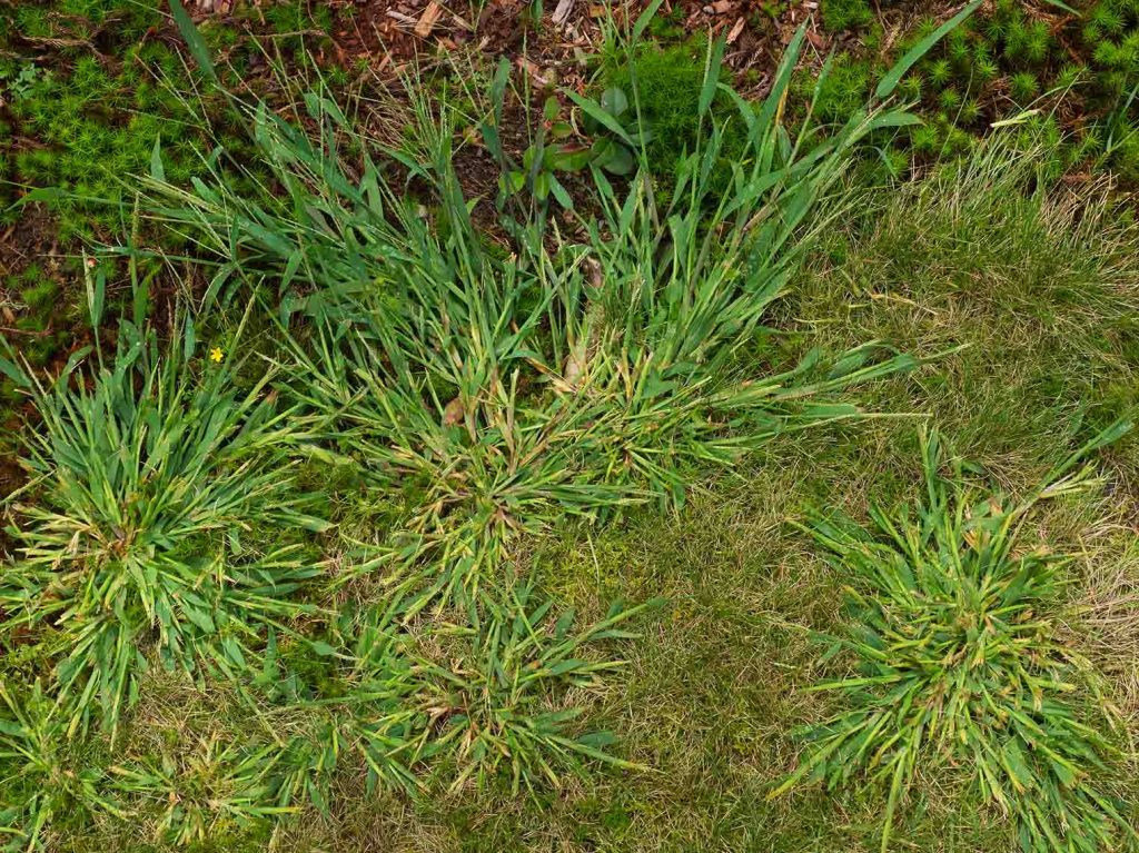 crabgrass bunch growth