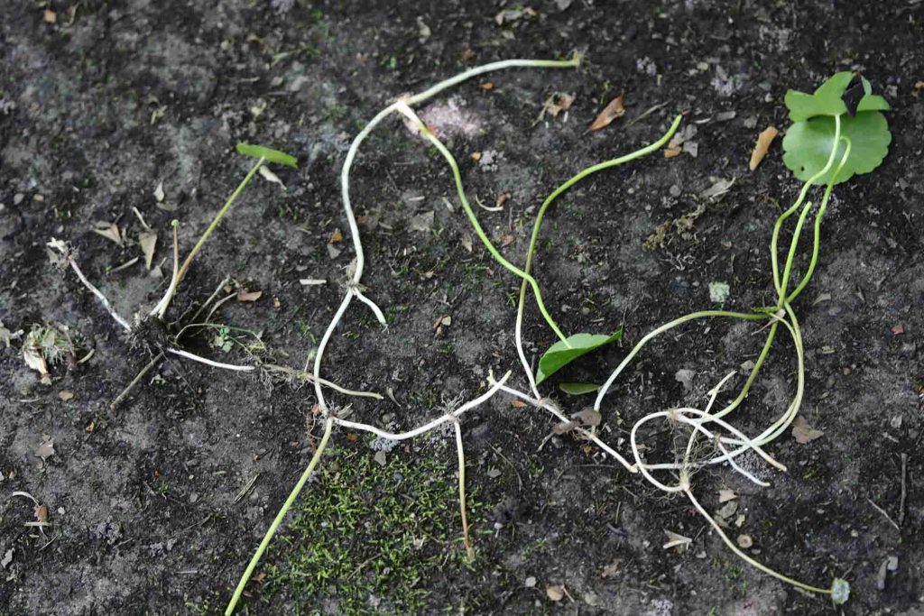 dollarweed roots and stems