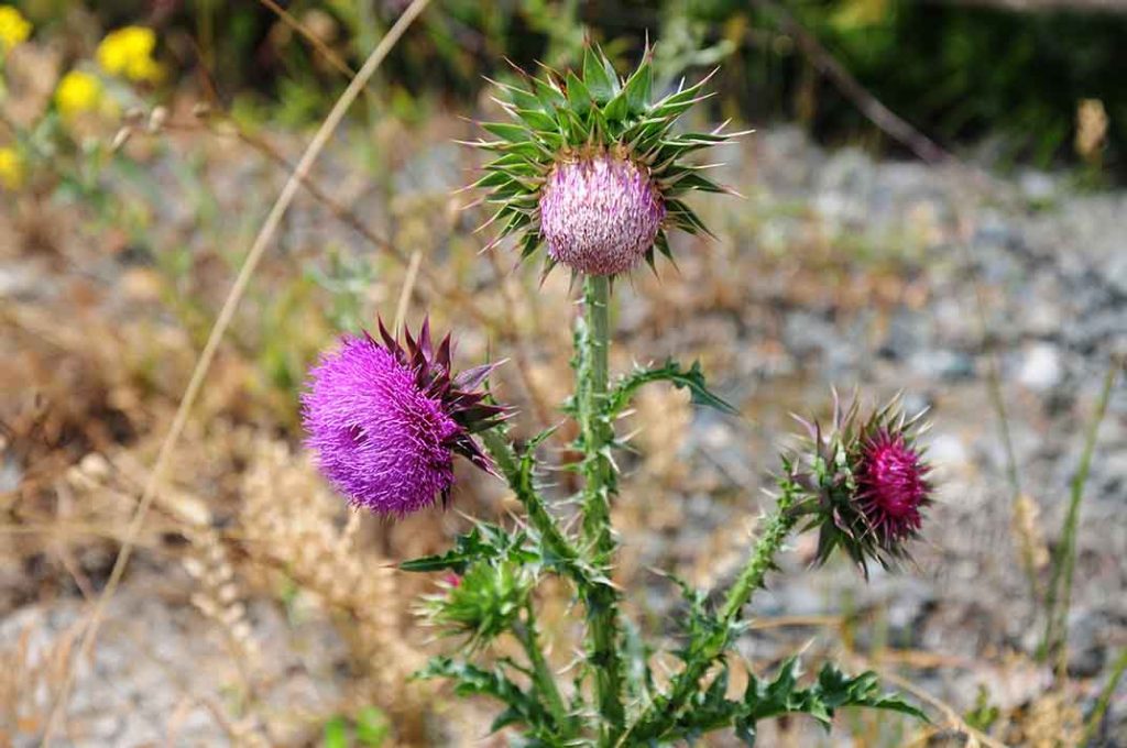 identifying musk thistle