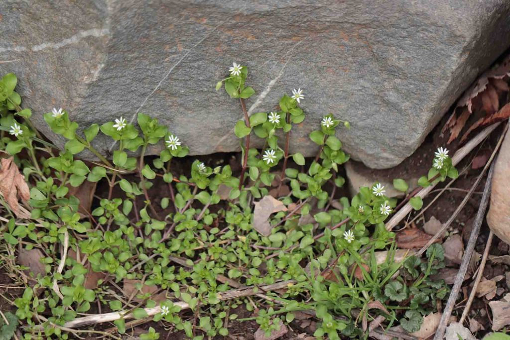 matted chickweed