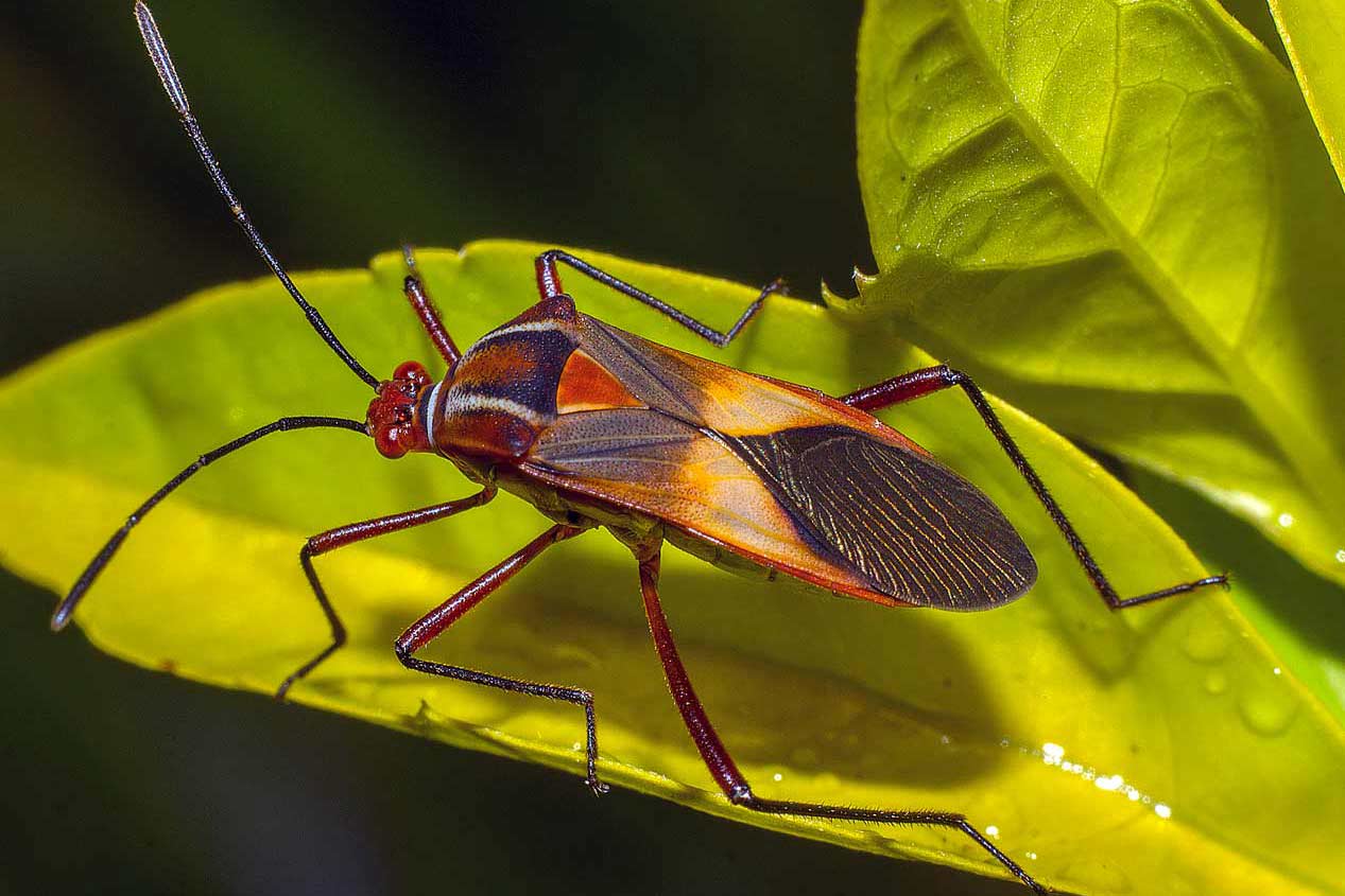 Red-Chinch-Bug-On-A-Light-Green-Leaf-Close-Up-Photograph-3-by-2-ratio