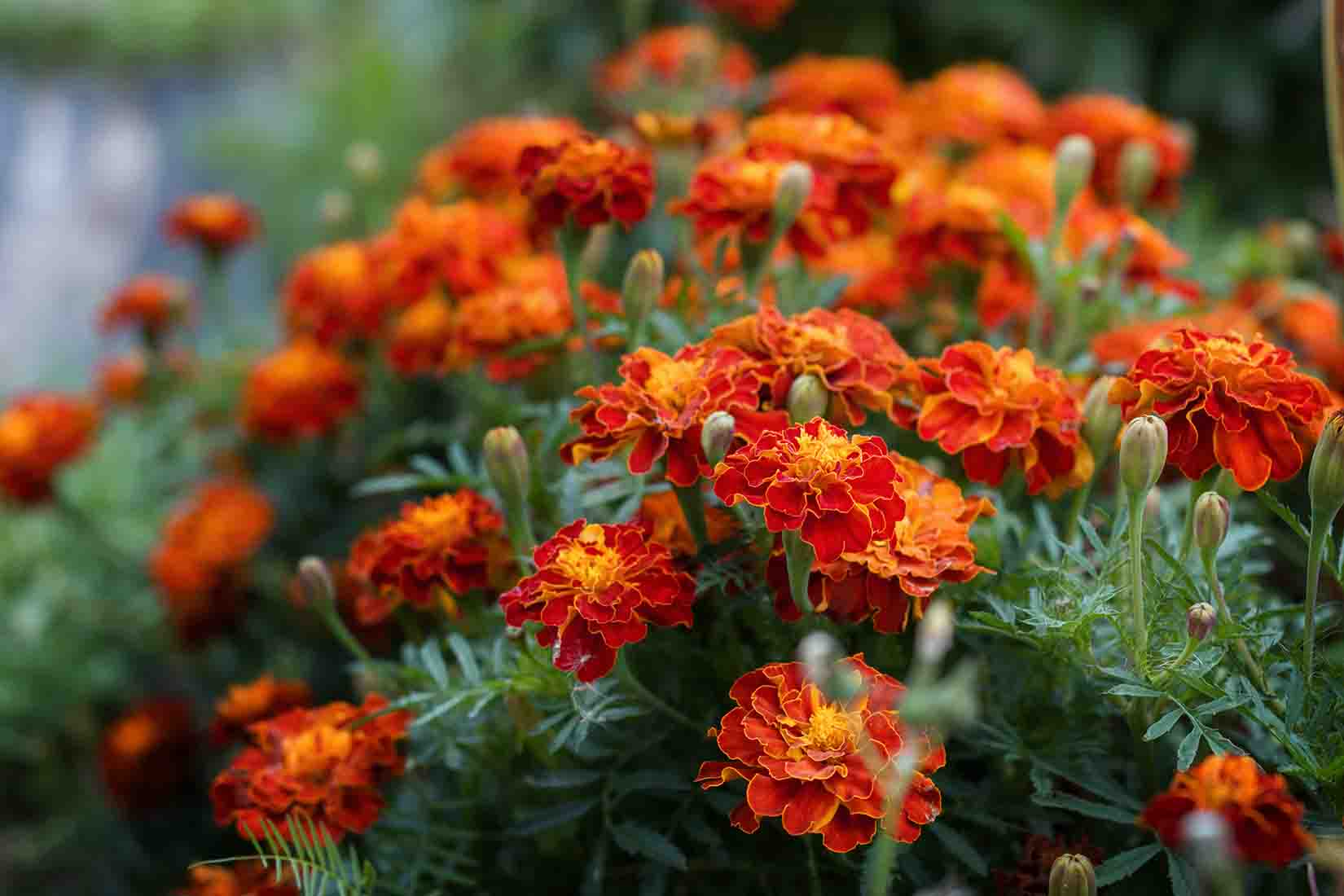 All About Marigolds! - Tuxedo Yard Care