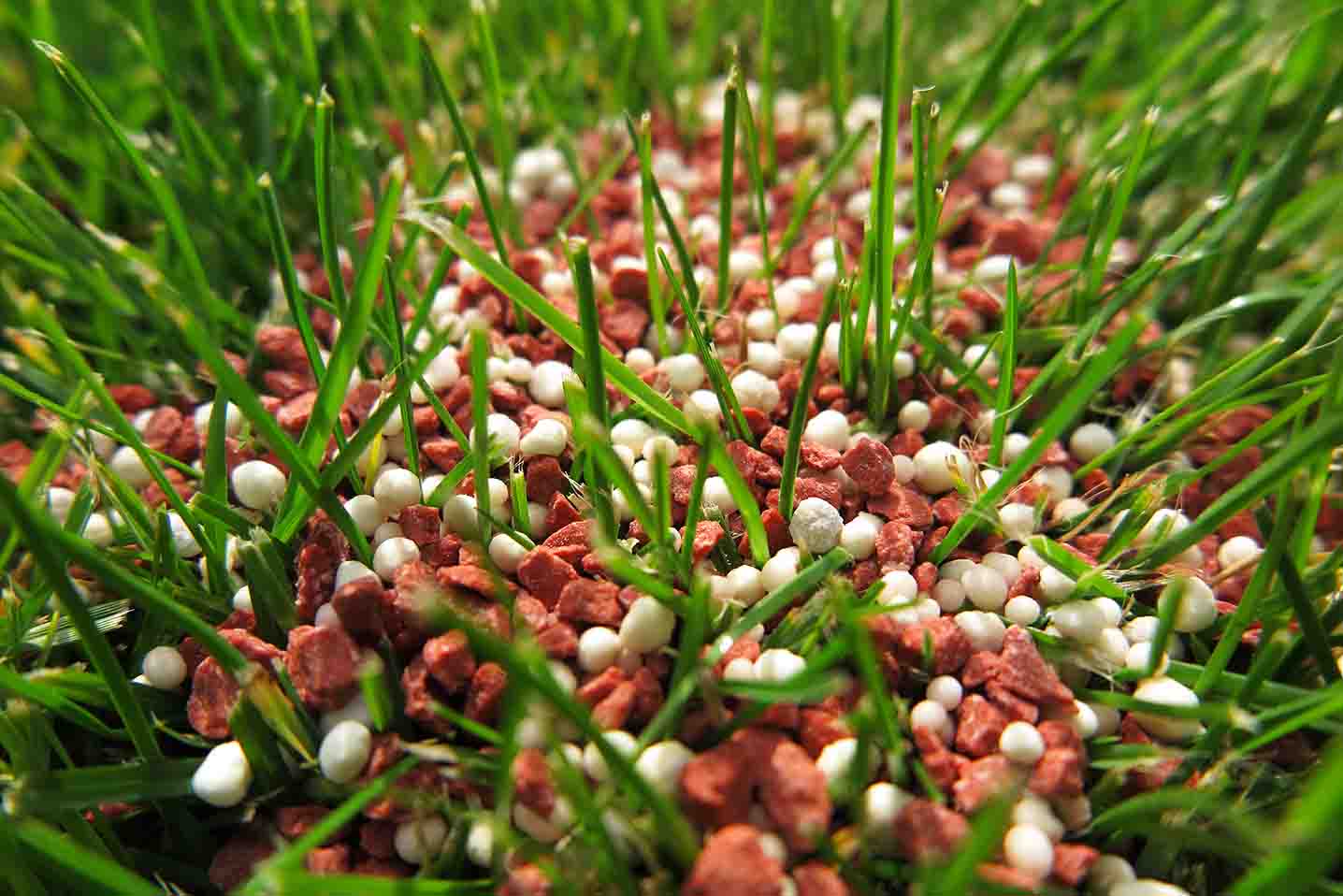 granular fertilizer in lawn